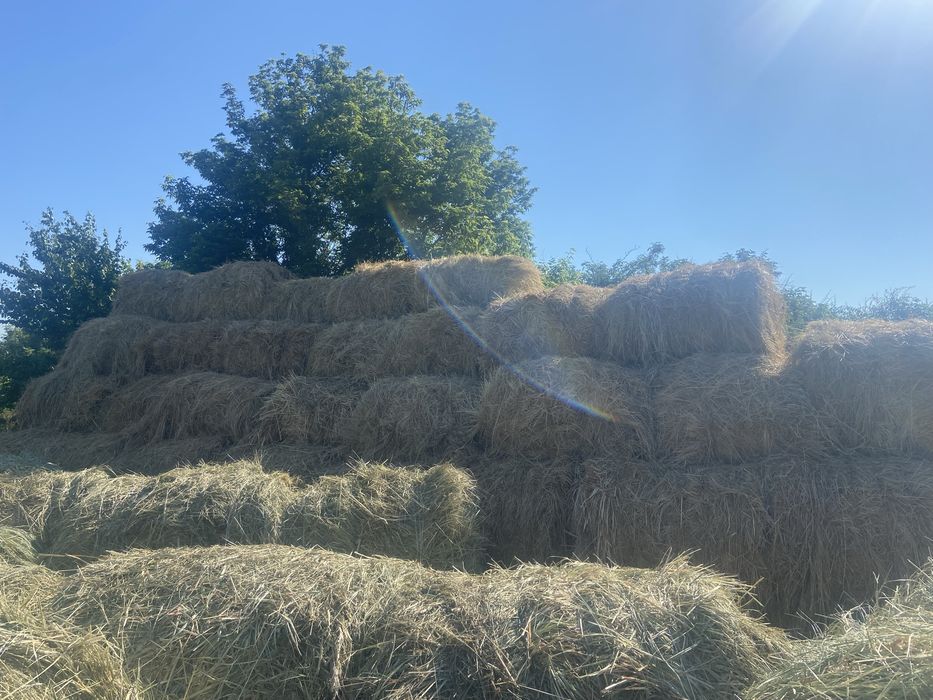 Сено в тюках круглых