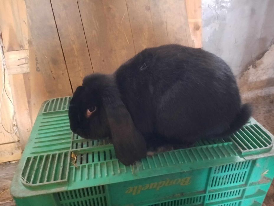 Samica barana francuskiego