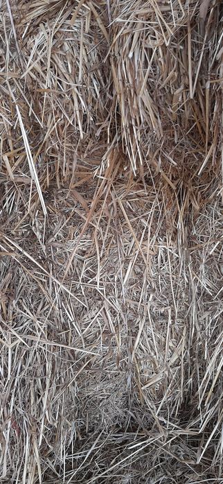 Feno ano 2025 de tritical com erva espontânea e aveia com erva espontâ