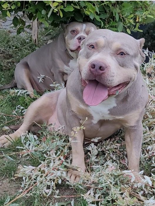 American bully pies dorosly  liliac tricolor grubej kosci