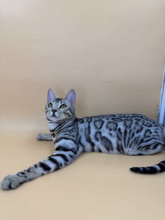 Девочка в серебряном окрасе