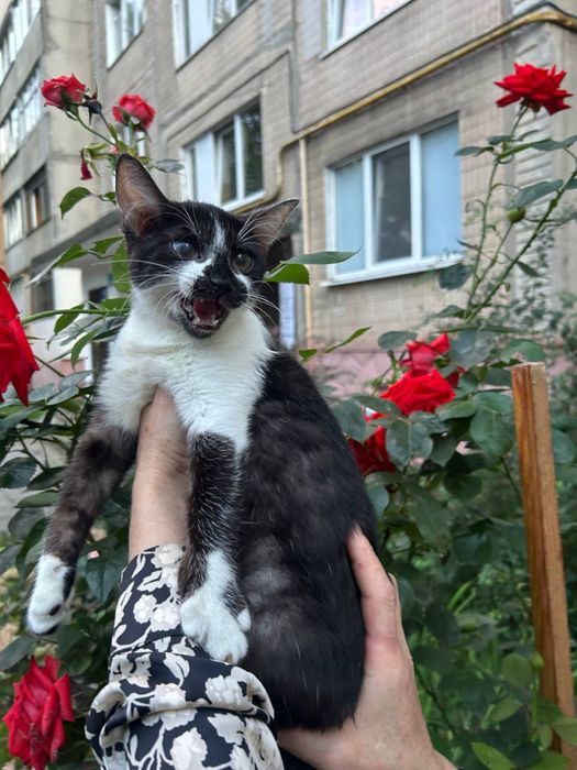 Віддам в добрі руки кошеня