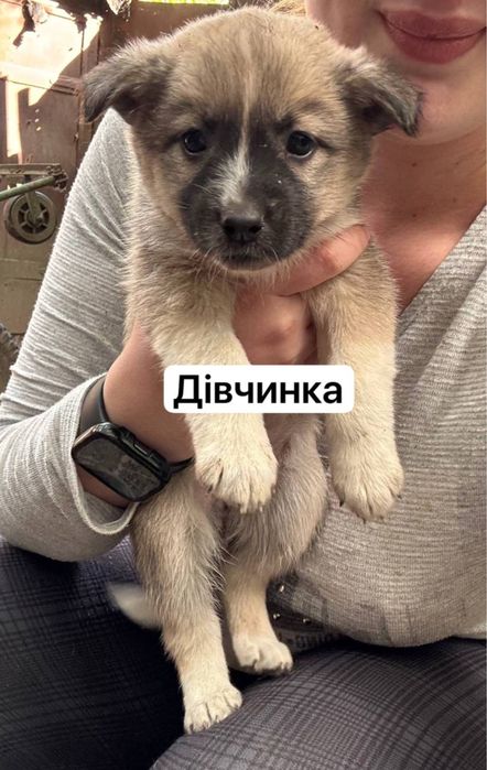 Віддаємо собаченят в добрі руки