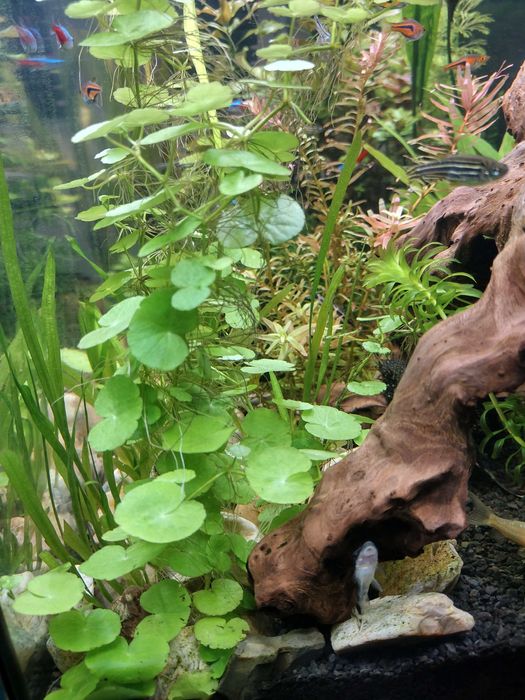 Roślina akwariowa - WĄKROTKA ZWYCZAJNA