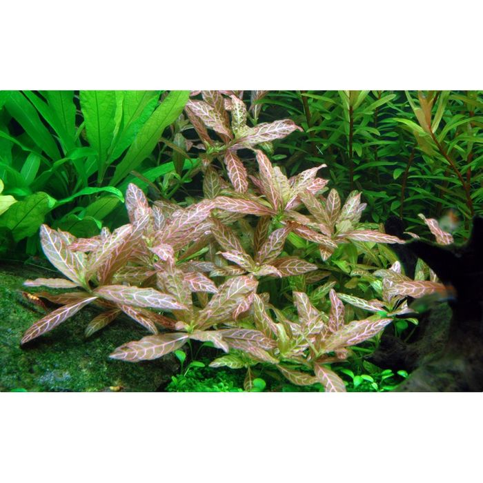 (Novo Sotck) Plantas para Aquário