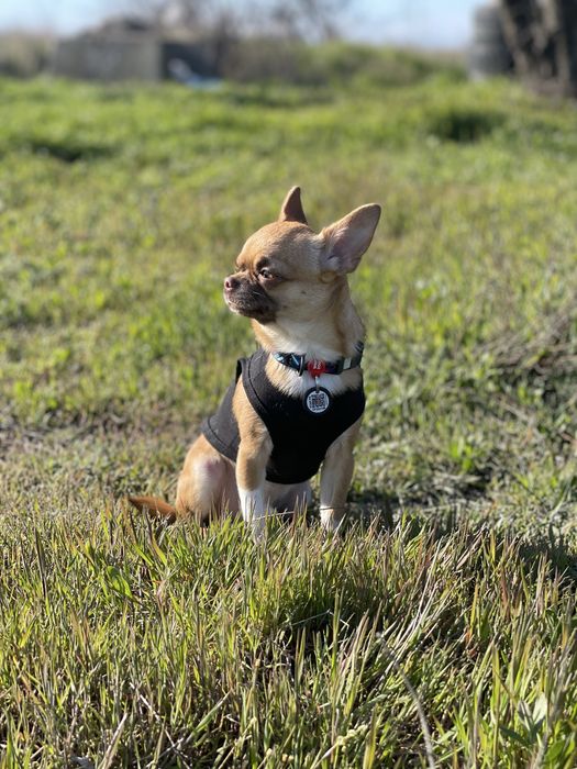 Чихуахуа ,кабель,вязка