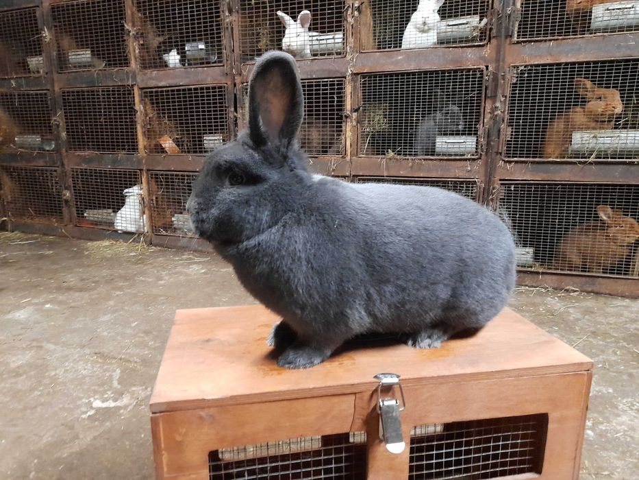 Wiedeński Niebieskie samiec samica