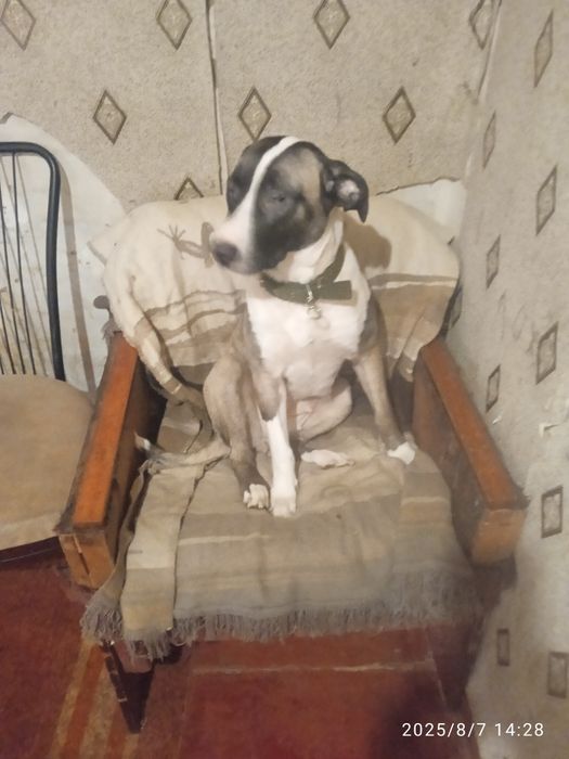 Очень Срочно отдам садаку в хорошие руки знающим людям