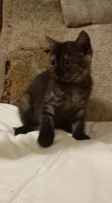 Кошенята Шотландія 1500