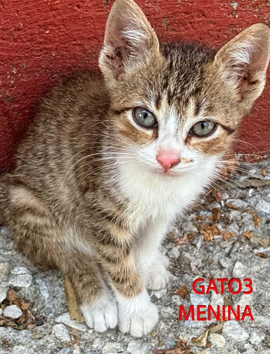 Procura-se Família Responsável! (4 Gatinhos de 2 Meses)