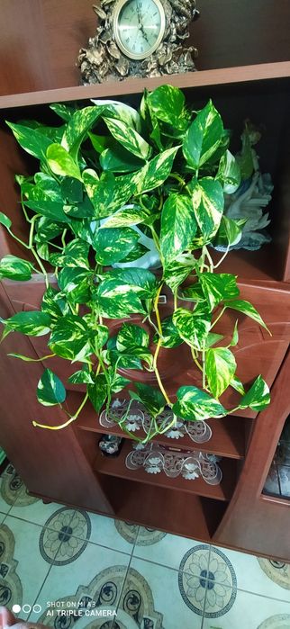 Епіпремнум , сциндапсус  .