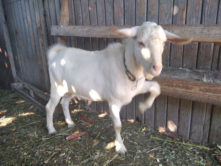 Козел зааненський чекає бажаючих кізочок для любовних зустрічей