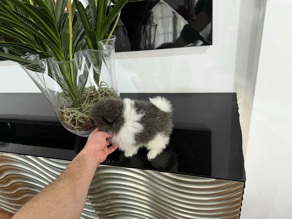 Spitz Anão e/ou Lulu da Pomerânia FEMEA BRANCA E AZUL com LOP e AFIXO