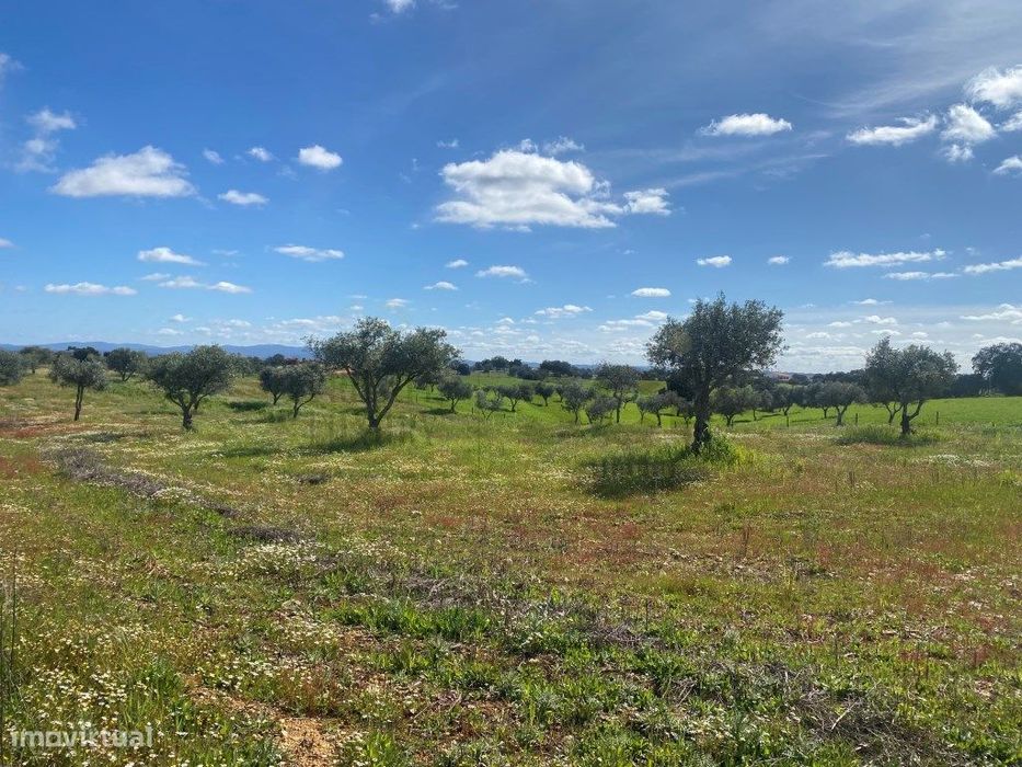 Terreno Rustico com Olival em Vila Nova de São Bento - Serpa