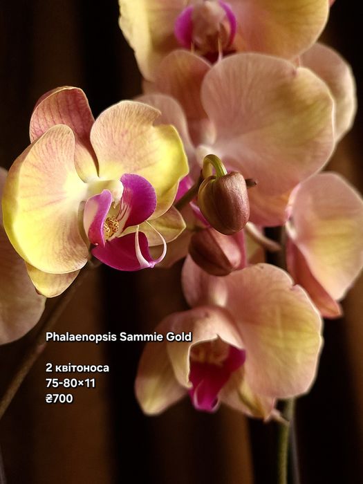 Орхідея, Фаленопсис, квіти