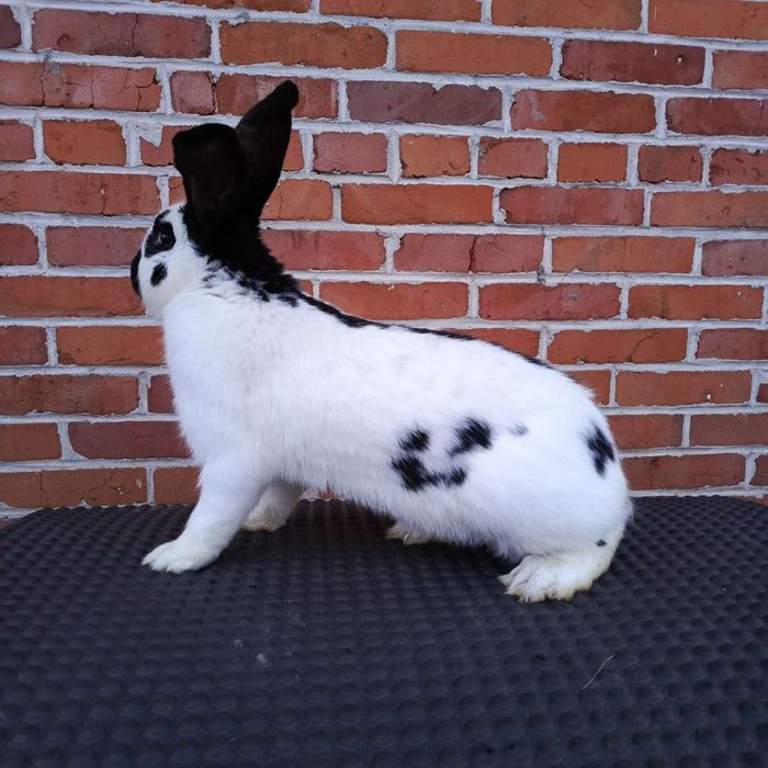 Samiec Olbrzym Srokacz