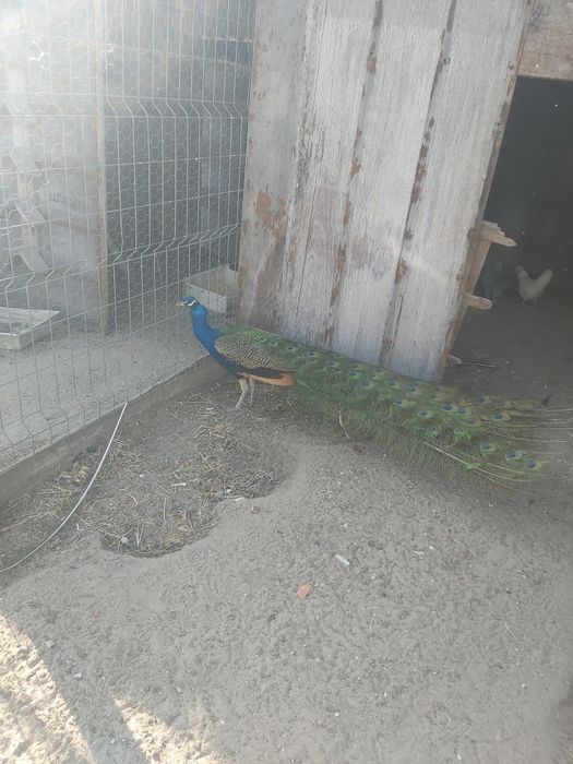 Pavão adulto para venda