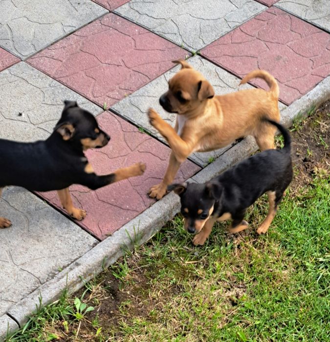 цуценята Той-терьєр 2 місяця -хлопці вакціновані