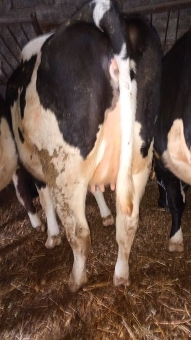 Jałówki wysokocielne.