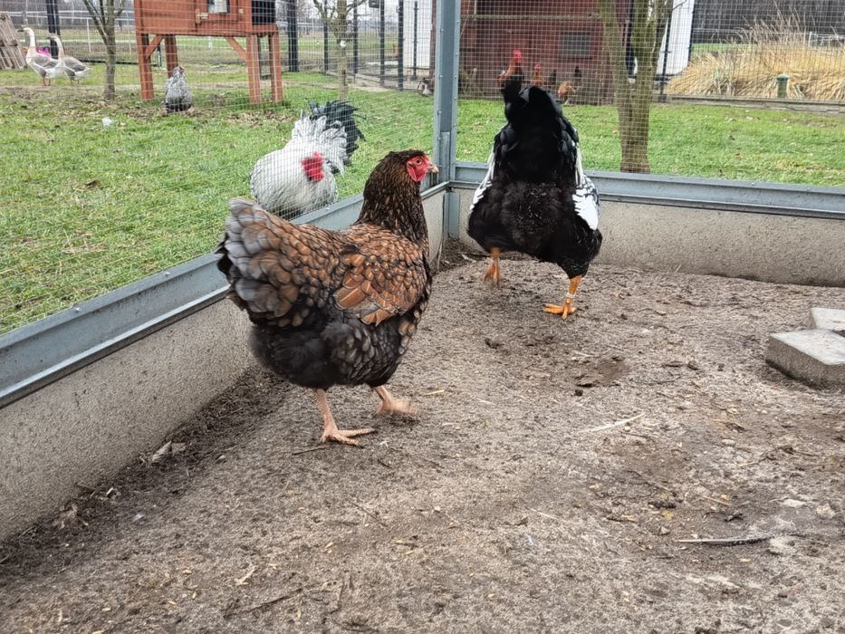 Kura +Kogut Wyandotte, olbrzymie, młode z 2025r