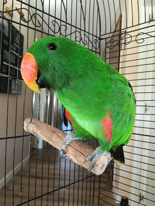 Papagaio ecletus 2025