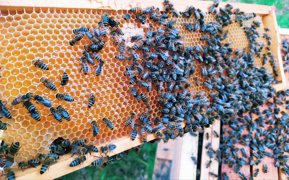 Miód Chabrowy 2025r / Zapraszamy !!