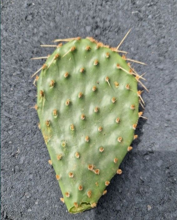 Kaktus opuncja roślina mrozoodporna kwiaty