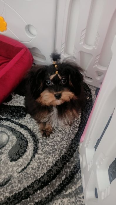 Szczeniak Pomapoo Pudel toy .
