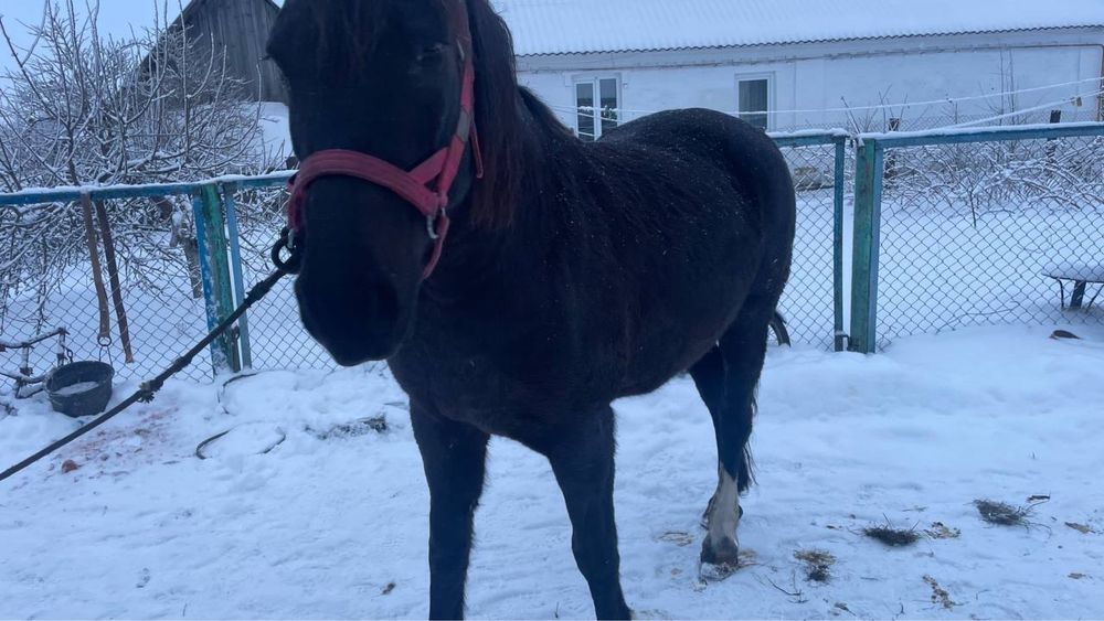 Продам робочу кобилу!