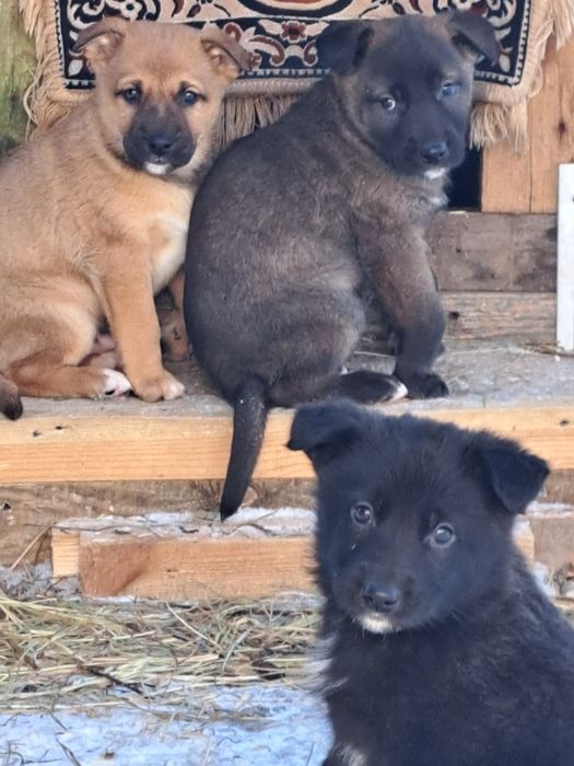 Цуценята в добрі руки.