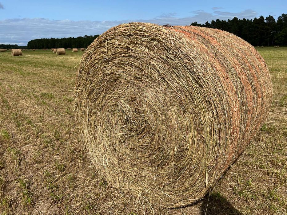 Siano pokos 2025 bela 120/120