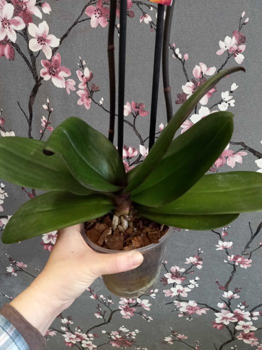 Биг Лип орхидея взрослая отцветашка дешево 399 грн