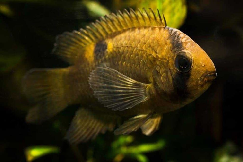 Akara z Maroni - Cleithracara maronii - dowozimy, wysyłamy