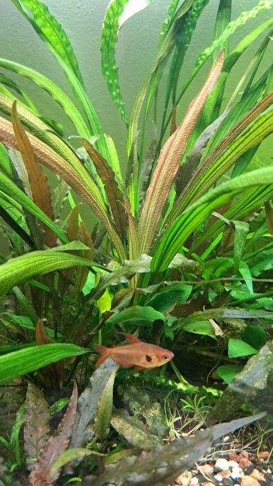 Echinodorus Rubin narrow leaf