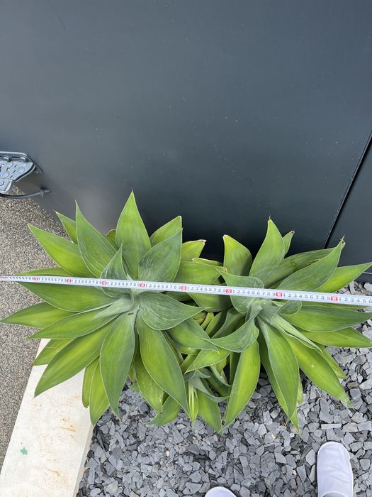 Agave Dragão - planta da Madeira