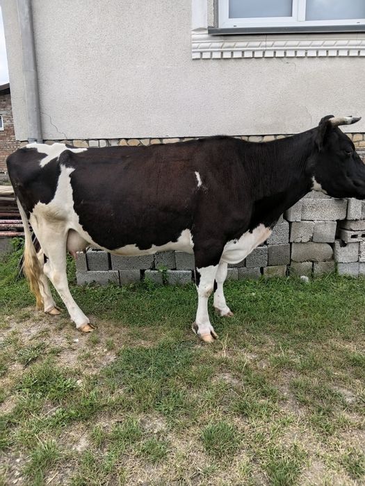 продається корова