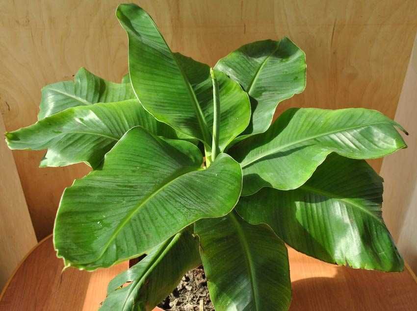 Комнатный банан Киевский суперкарлик 3-х летний