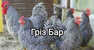 У продажу яйце для інкубації курей м’ясного напрямку (Мастер Грей).
