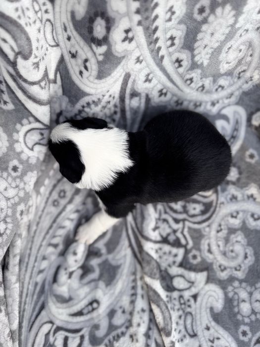 Suczka Border Collie