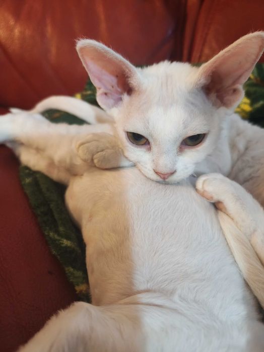 Piękna koteczka Iskierka, Devon rex, FPL
