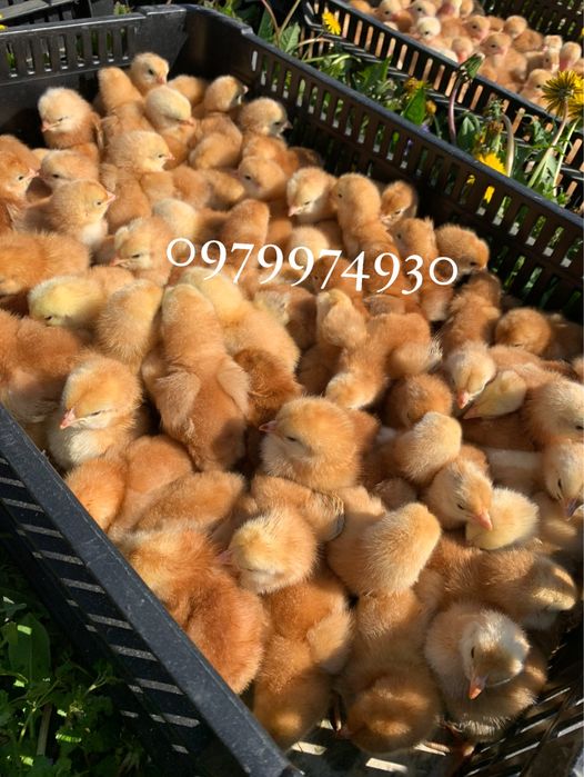 Інкубаційні яйця