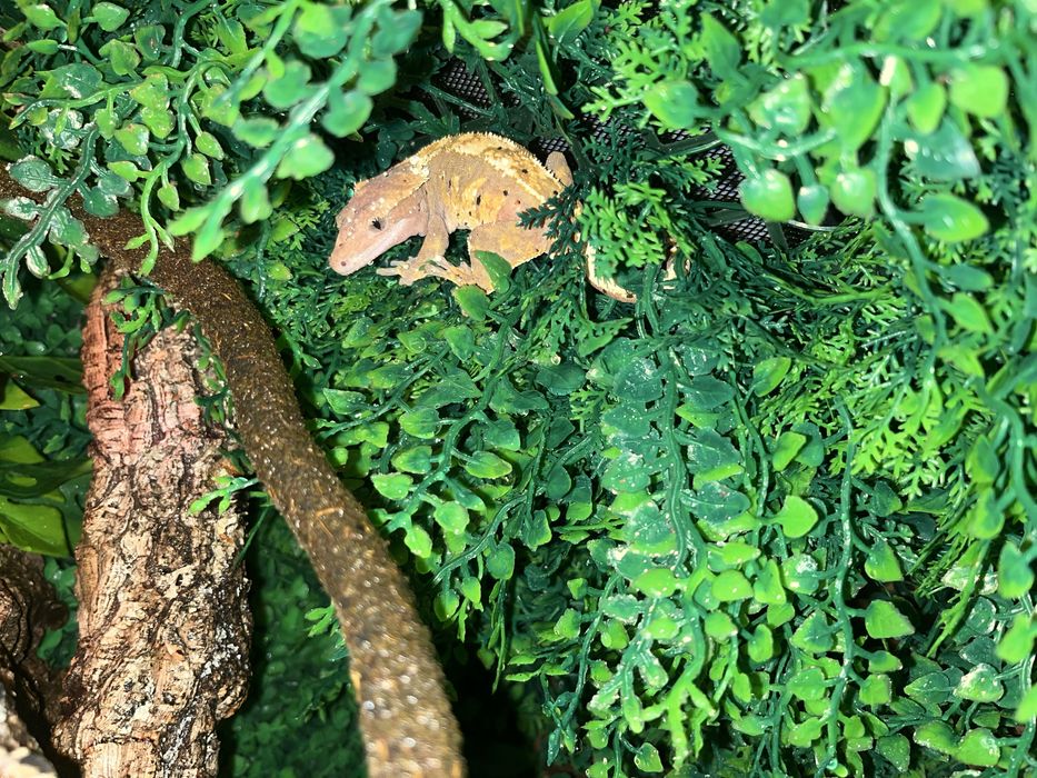 Gekon orzesiony Samica