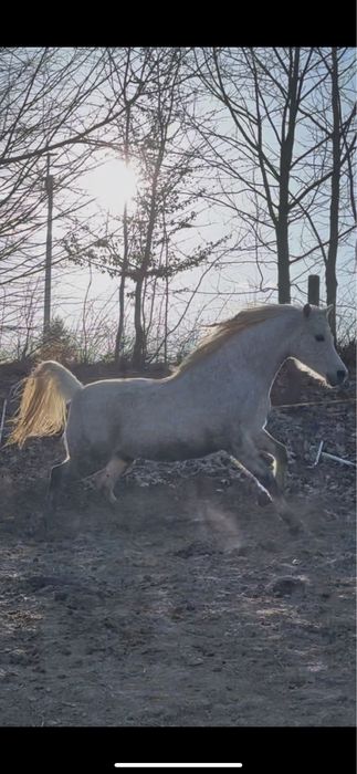 Arab czystej krwi czysta krew arabska walach