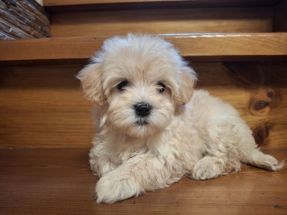 Малышки Мини Мальтипу ф1!