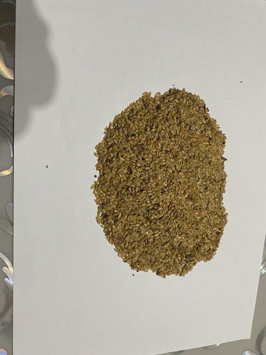 Семена льна золотого, лён золотой