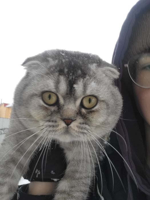 В'язка, скотіш фолд