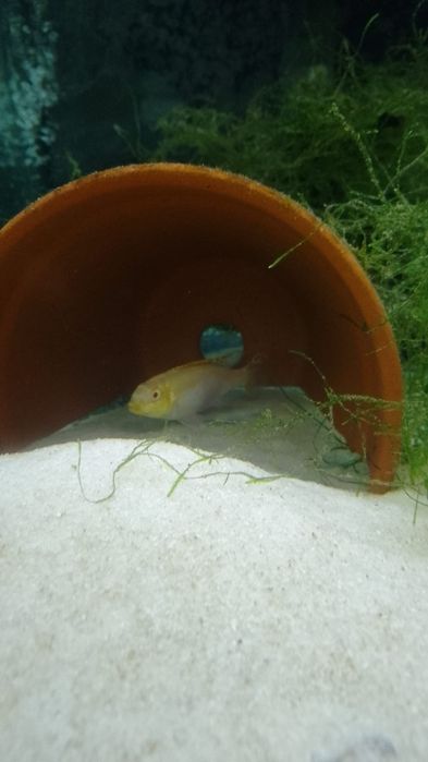 Pelvicachromis Pulcher Albinos