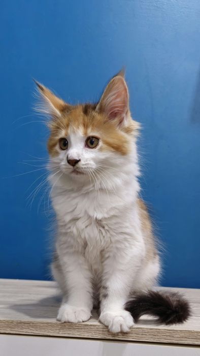 Szylkretowa Koteczka Maine Coon