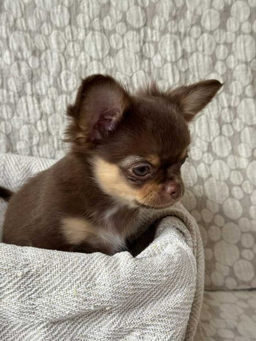 Розплідник Чихуахуа  Cheertful Community