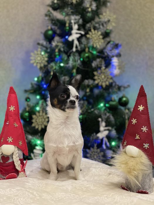 Шукаємо дівчинку для вʼязки